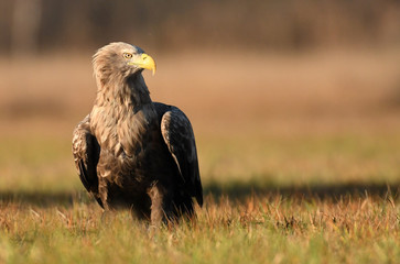 White tailed Eagle (Haliaeetus albicilla)