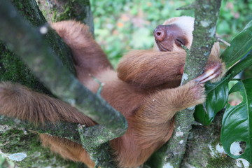Sleepy Sloth © Rita