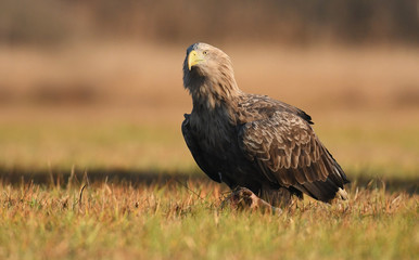 White tailed Eagle (Haliaeetus albicilla)