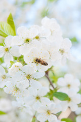 Bee collects nectar and pollen on a blossoming cherry tree branc