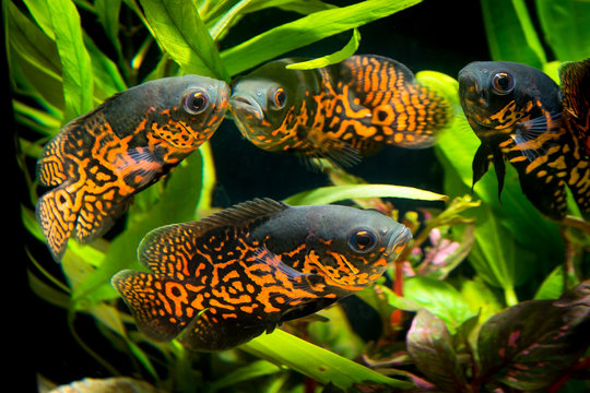 Oscar fish