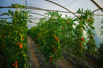 rote und grüne Tomaten in Gewächshaus, Tomatenplantage in Pflanztunnel mit künstlicher...