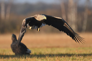 White tailed Eagle (Haliaeetus albicilla)