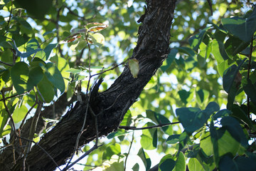 Fresh green leaves canopy looking up view and trunk. Happy summertime mood, Copyspace, selective focus