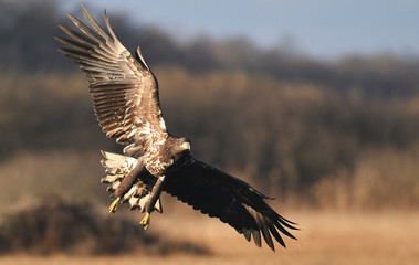 White tailed Eagle (Haliaeetus albicilla)