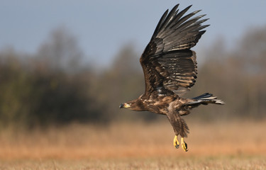 White tailed Eagle (Haliaeetus albicilla)