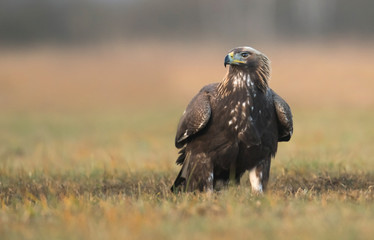 Golden Eagle (Aquila chrysaetos)