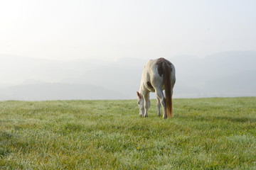 Fototapeta premium zufrieden, geschecktes altes Pferd frei grasend auf einer Wiese mit Nebel im Hintergrund