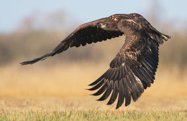 White tailed Eagle (Haliaeetus albicilla)