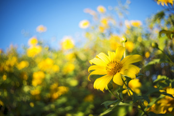 Obraz premium Beautiful flower, Mexican Sunflower field on the top of Mounain at Doi mae u kor , Maehongson Province, Northern of Thailand.