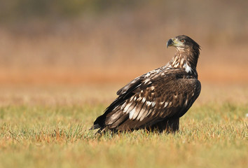 White tailed Eagle (Haliaeetus albicilla)
