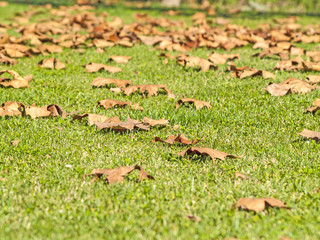 Falling leaves on the grass on autumn