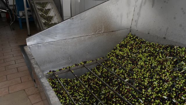 Spremitura delle olive in frantoio