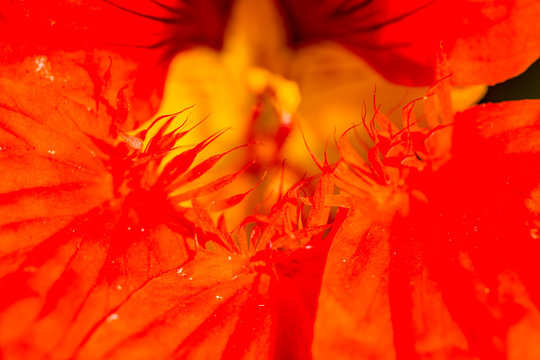 Gros plan d'une fleur de capucine