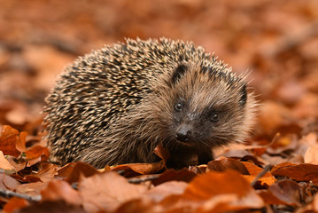 hedgehog
