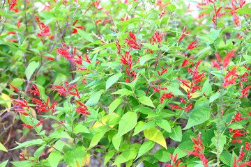 pineapple sage herb field