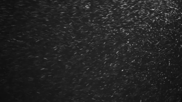 Falling snow fall blowing fast in night winter blizzard 1920x1080