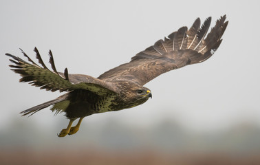 Common buzzard (Buteo buteo)