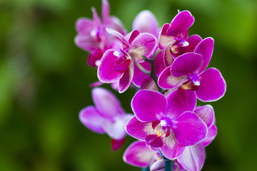 Fototapeta na wymiar Beautiful pink orchid flowers- phalaenopsis