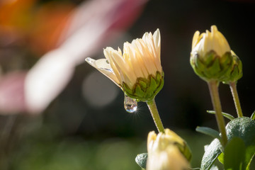 Macro flower with driping dew drop