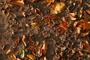 Background of colorful autumn leaves on forest floor