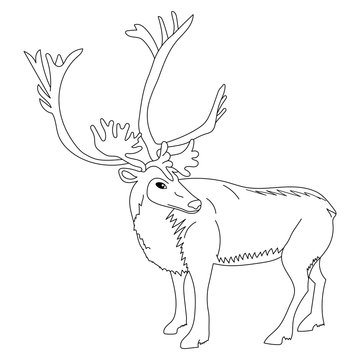 Hand Drawn Reindeer. Sketch Cute Deer Isolated on White. Vector Illustration.