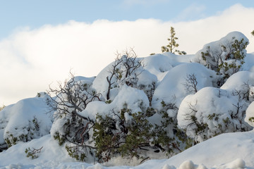 Desert Plants Under Snow, El Niño winter at Southern California