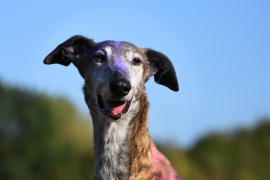 Galgo Espanol mit bunter Holi Farbe