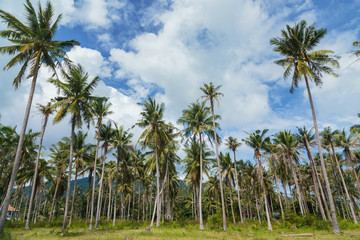 Obraz na płótnie Canvas Coconut trees
