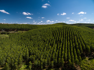 Aerial View of Eucalyptus Forest, Sao Paulo, Brazil