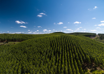 Aerial View of Eucalyptus Forest, Sao Paulo, Brazil