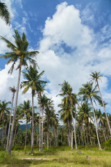 Plakat Coconut trees