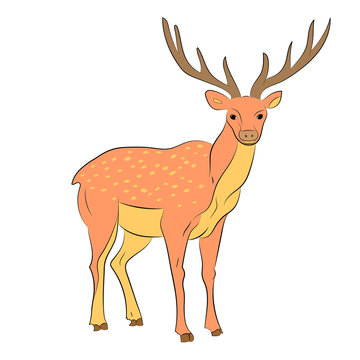 Hand Drawn Spotted Reindeer.  Cute Deer Isolated on White. Flat Style. Vector Illustration.