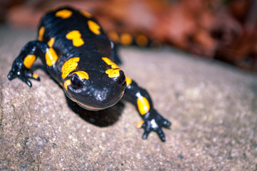Fire Salamander on the stone in nature.