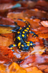 Obraz na płótnie Canvas Fire Salamander at the autumn foliage in nature.