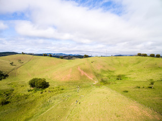 Aerial View of herd of cows at field in Brazil