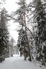 Wald im Winter