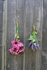 medical herbs flowers bunch, anise hyssop and coneflower