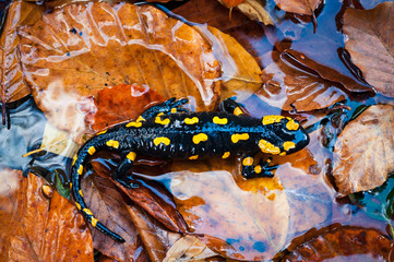 Fire Salamander at the autumn foliage in nature.