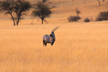 Oryx in der Kalahari, Namibia