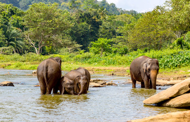 Naklejka na ściany i meble elefants in jungle river