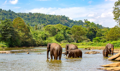 Naklejka na ściany i meble Group of elephants in river