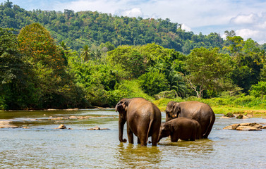 Fototapeta na wymiar fanny elephants in jungle river