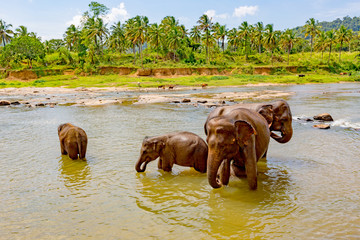 Funny elephants in river