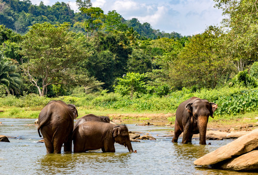 elephants in river on SriLanka