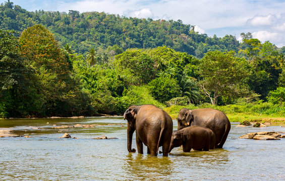fanny elephants in jungle river