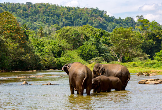 Elephants in river