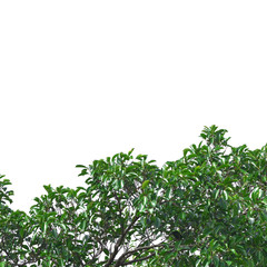 Green leaves isolated on white background