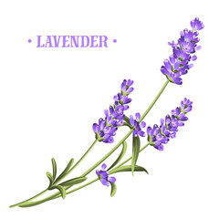 Bunch of lavender flowers on a white background. © Kotkoa