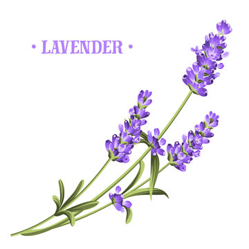 Bunch of lavender flowers on a white background.